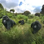 Gorilla Trekking in East Africa: The Ultimate Travel Guide for an Unforgettable Adventure