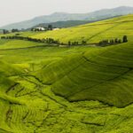 Touring Rwanda: The Ultimate Guide to the Land of a Thousand Hills